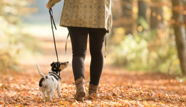 Sie gehen mit dem Hund gassi, nicht er mit Ihnen!