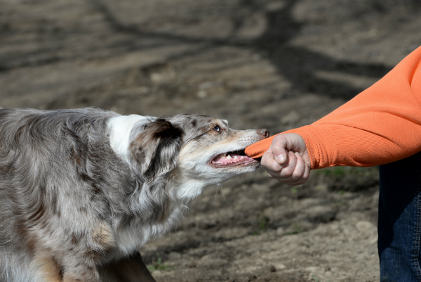 Unerzogene Hunde bedeuten Stress