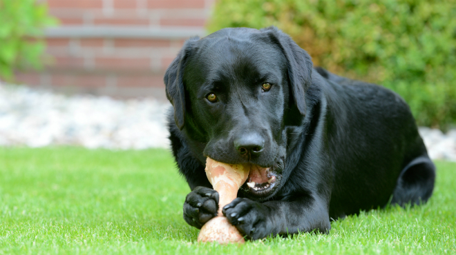 Leckere Kauknochen sind eine Calciumquelle für Hunde