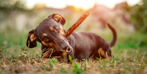 Die Mahlzeiten für Hunde sollten gut ausgewogen sein