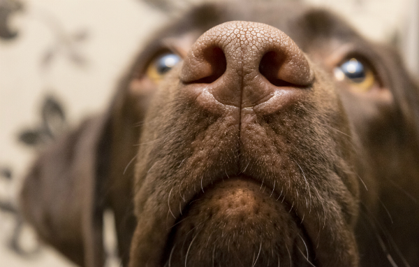 Hunde nehmen ihre Umgebung hauptsaechlich ueber die Nase wahr