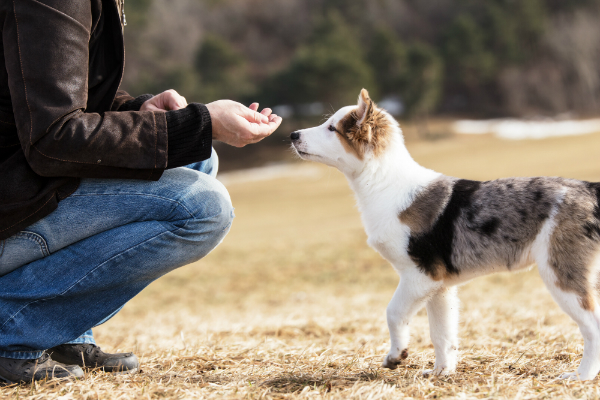 Mann trainiert mit Hundewelpe