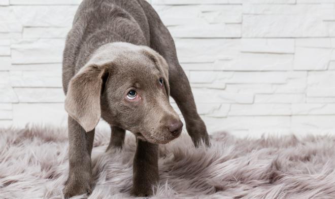 Ängstlichen Hund beruhigen HundeKausnacks Magazin