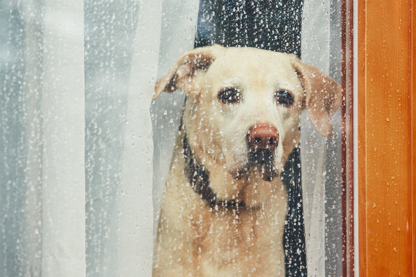 Hunde brauchen Kontakt zu ihren Artgenossen