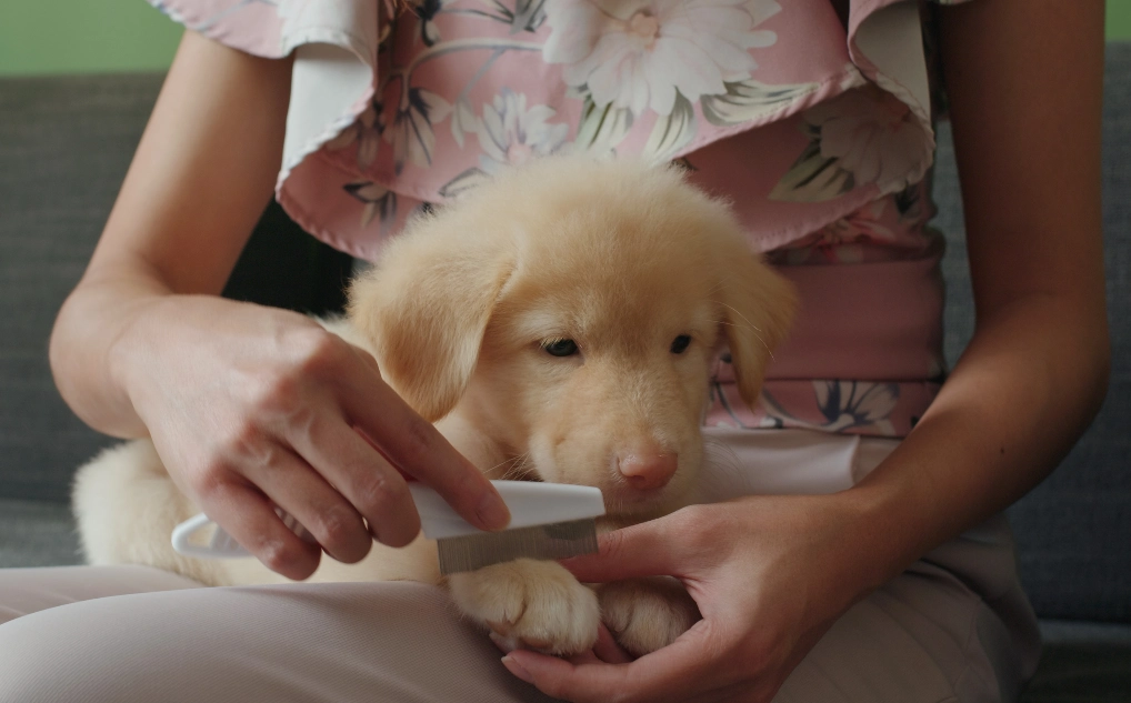 Welpe verliert zum ersten Mal Fell