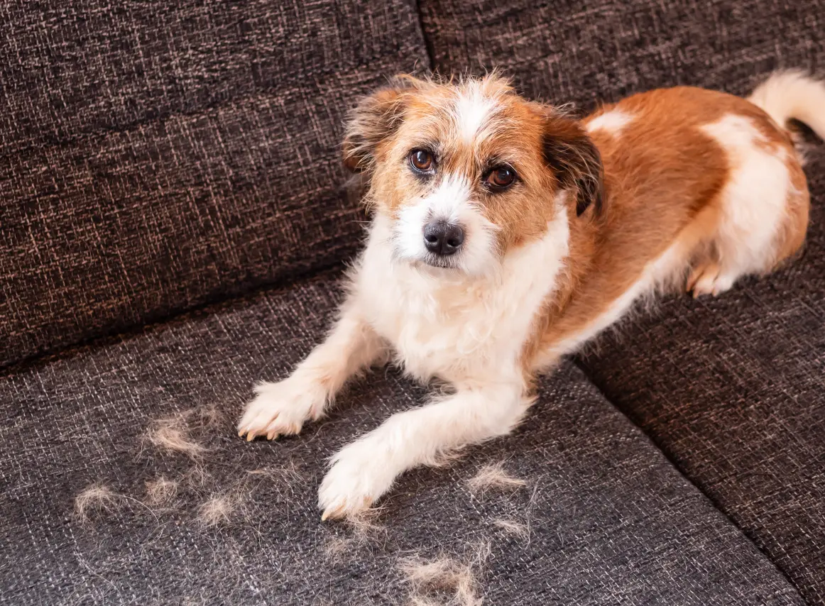 Hund beim Fellwechsel sitzend auf dem Sofa