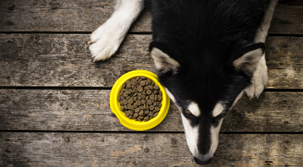 Omega-3 Fettsäuren sind wichtig für die Hundeernährung