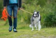 Longieren mit dem Hund an einer Schleppleine üben
