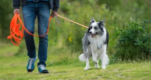 Longieren mit dem Hund an einer Schleppleine üben
