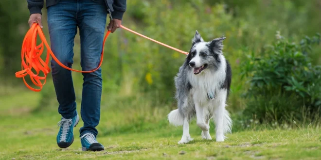 Longieren mit dem Hund an einer Schleppleine üben