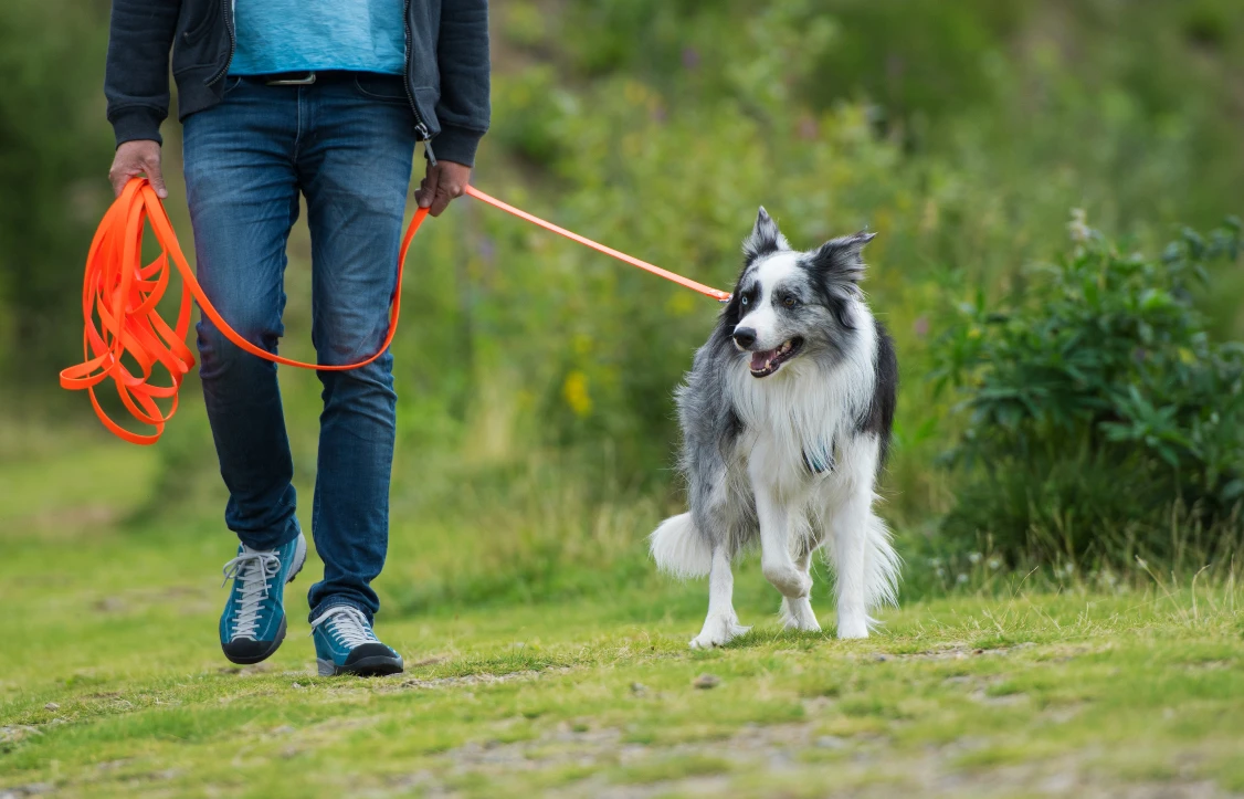Longieren mit dem Hund an einer Schleppleine ĂŒben