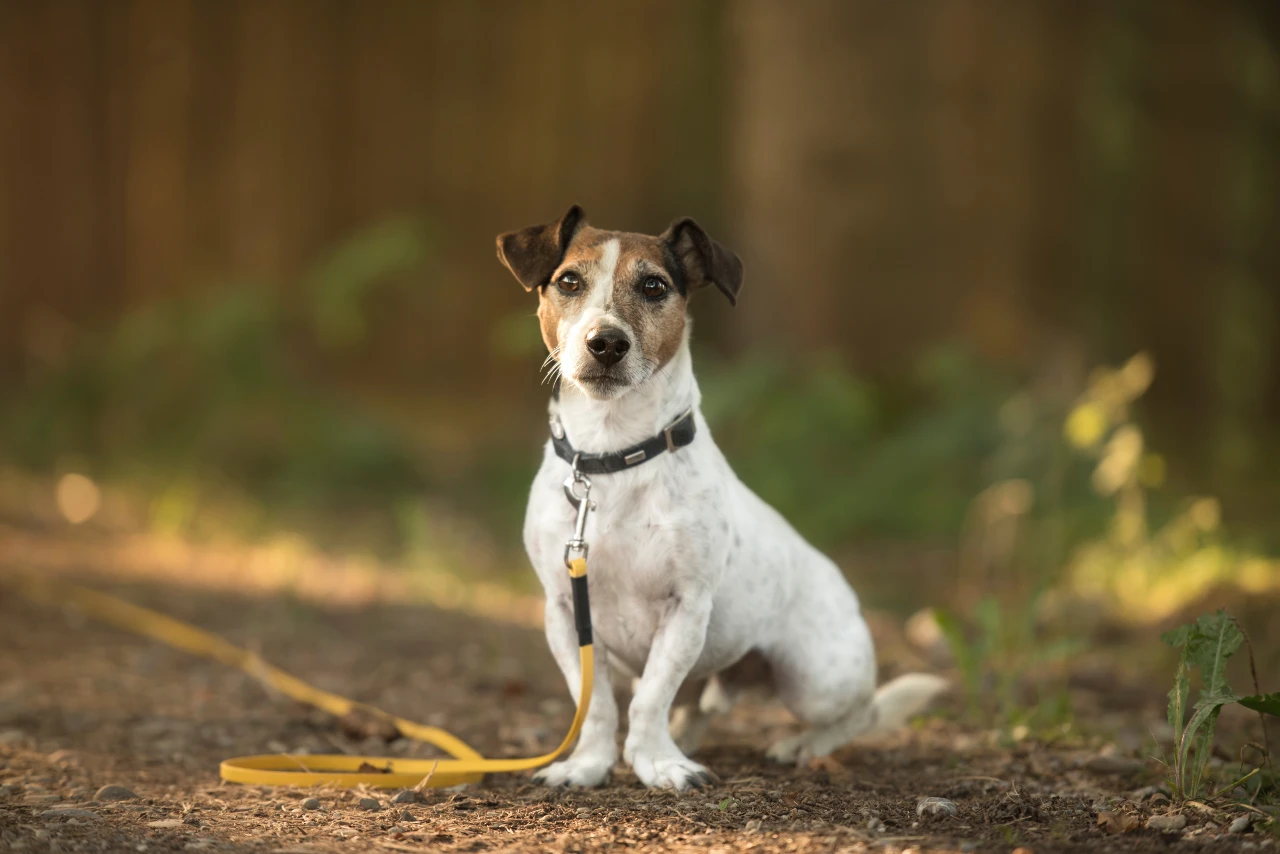 Hund mit Schleppleine wartet auf Signal zum Longieren