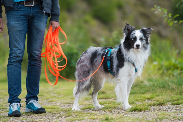 Border Collie an der Schleppleine