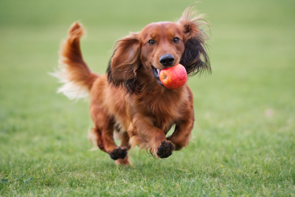 Brauner Dackelhund spielt mit einem Apfel