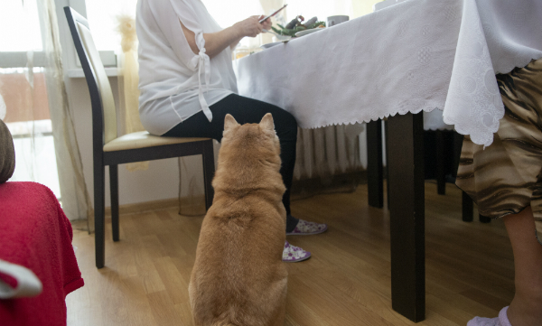 Bettelnde Hunde am Tisch ignorieren