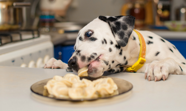 Hund klaut Essen vom Tisch