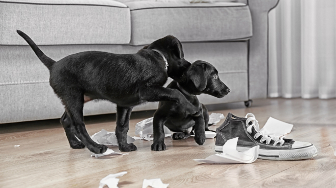 Hund knabbert alles an HundeKausnacks Magazin