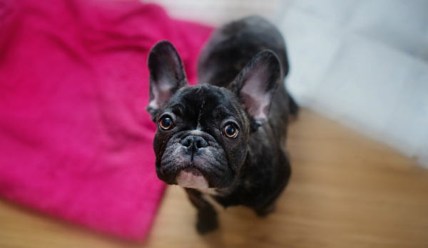 Üben Sie den "bleib!" Befehl mit ihrem Hund