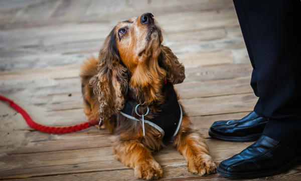 Den Hund nicht zu sehr ausschimpfen