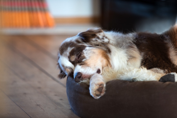 Hundebett im Schlafzimmer