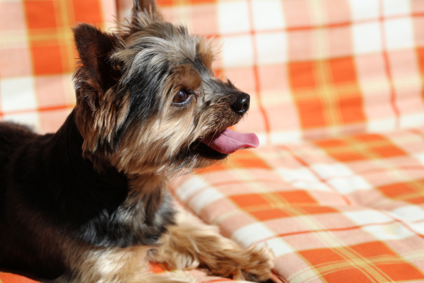 Yorkshire Terrier