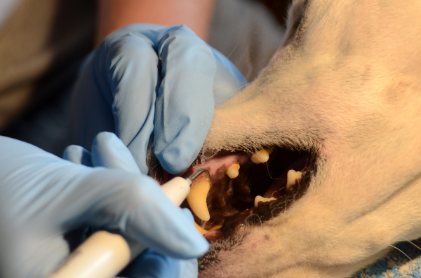 Zahnreinigung mit Ultraschallreiniger beim Hund