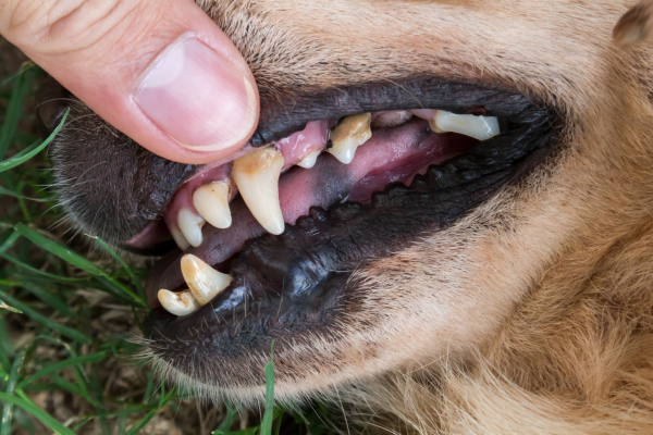 Zahnstein beim Hund erkennen