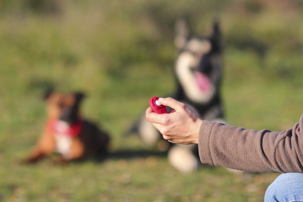 clicker-training