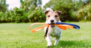 Gassi gehen mit dem Hund Tipps und Pflichten