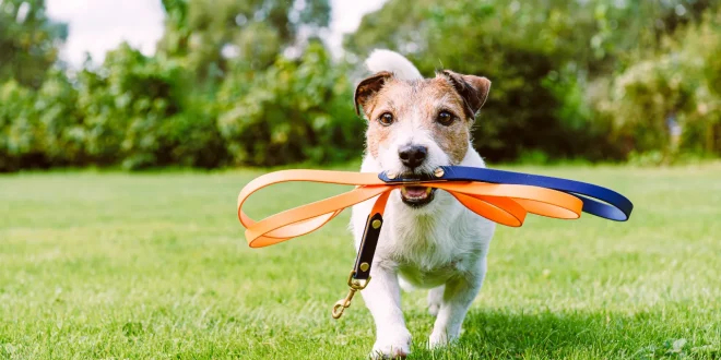 Gassi gehen mit dem Hund Tipps und Pflichten