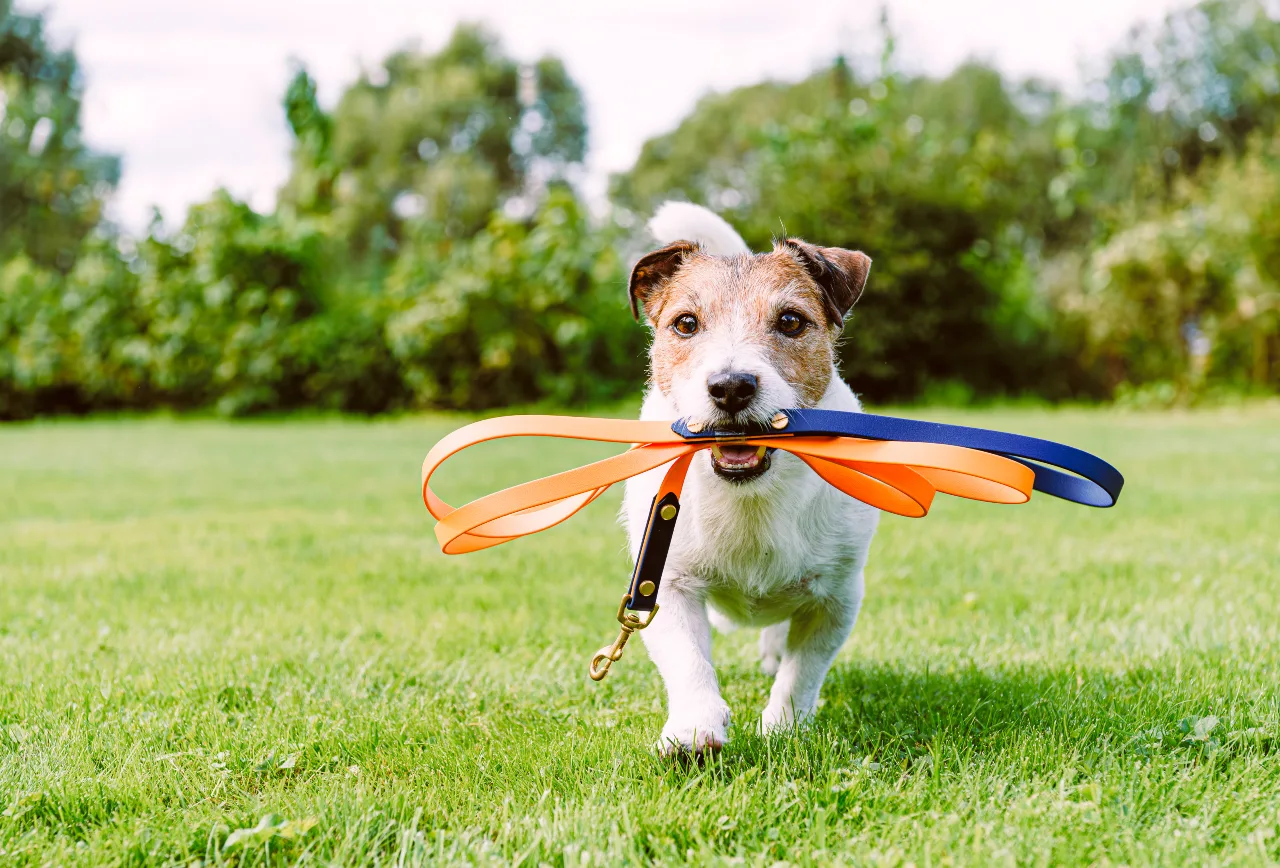 Gassi gehen mit dem Hund Tipps und Pflichten