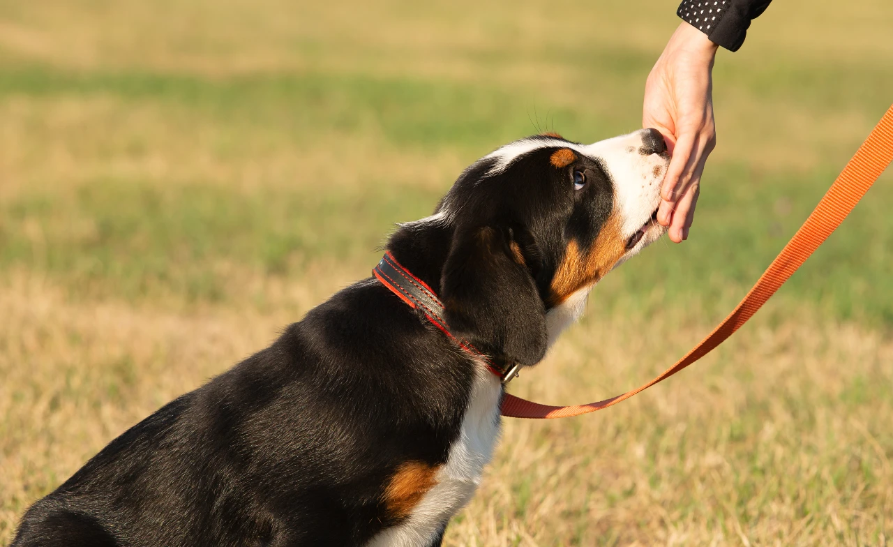 Clickertraining beim Gassigehen mit Hund. Clickertraining beim Gassigehen mit Hund