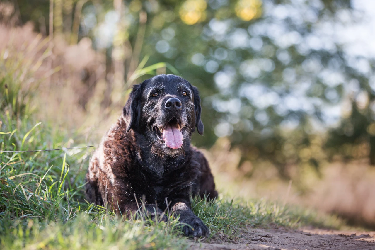 Machen Sie beim Gassigehen mit Ihrem Seniorhund öfter Pausen. Gassi gehen mit Seniorhund