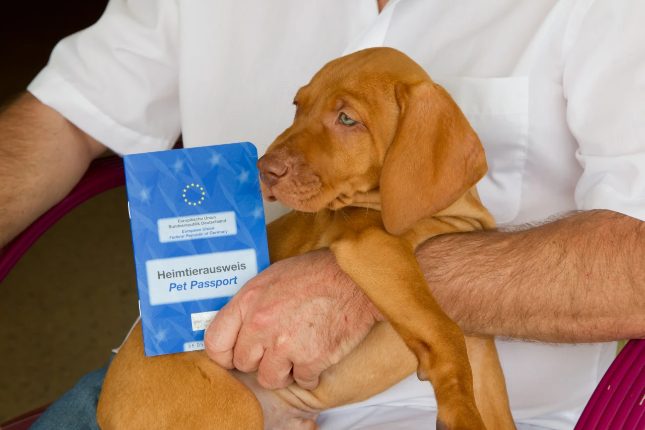 Bei Bahnreisen ins Ausland den EU-Heimtierausweis für ihren Hund mitnehmen. EU-Heimtierausweis auf Bahnreisen mit dem Hund ins Ausland mitnehmen