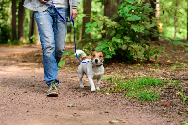 Gassi gehen im Wald