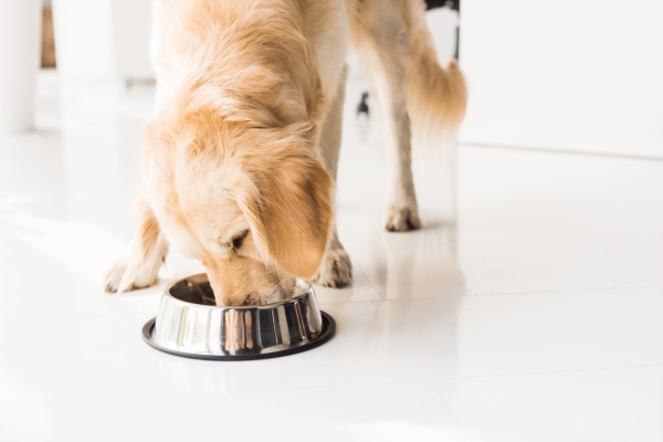 golden retriever eating dog food from metal bowl