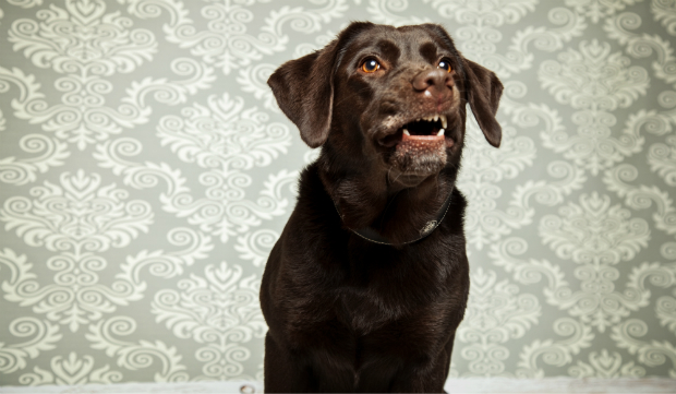 Stress äußert sich bei Hunden durch verschiedene Symptome