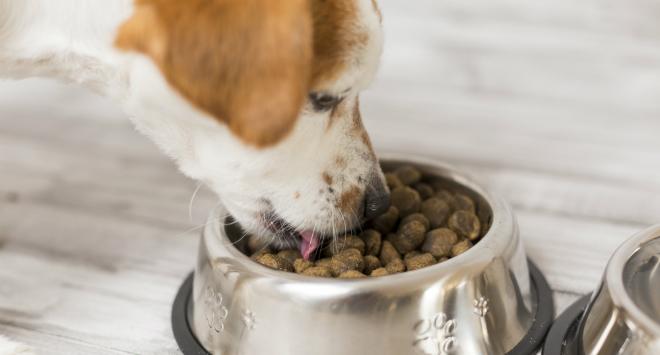Rentier für Hunde