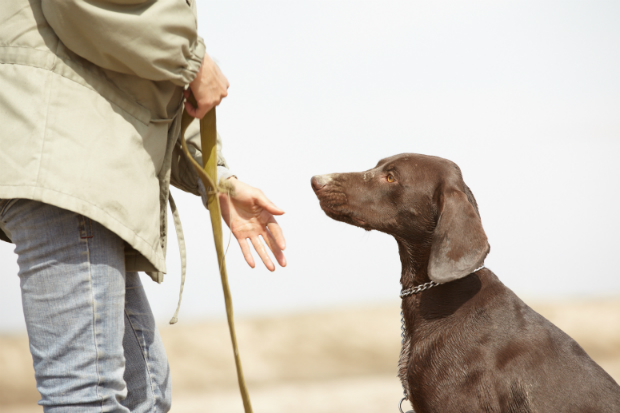 Ein Hundetrainer kann helfen