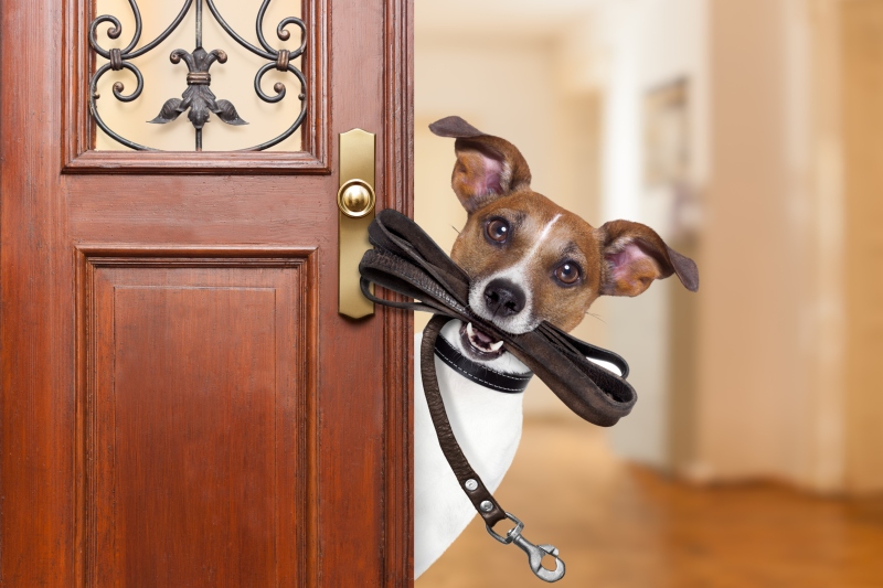 Mit dem Hund Gassi gehen - Hunde-Kausnacks Magazin