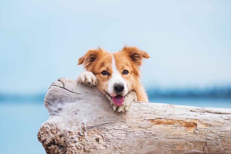 Trockenfisch für Hunde