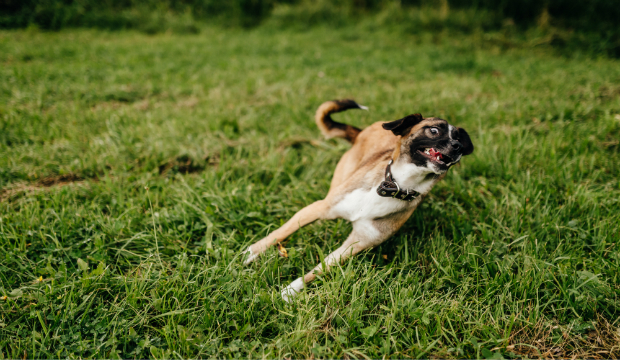 Der Stress wirkt sich negativ auf die Gesundheit des Hundes aus