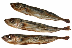 makrele-ganze-fische