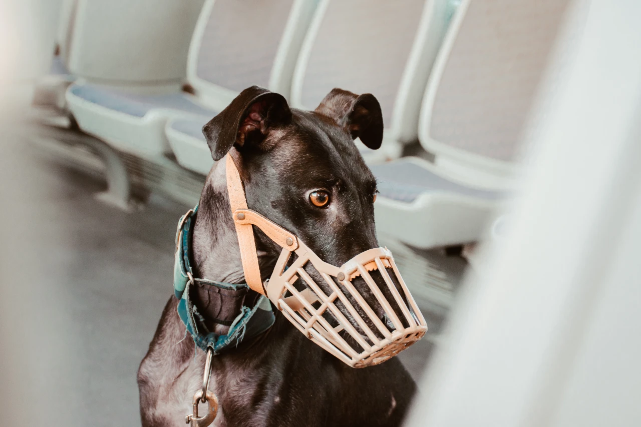 Üben Sie mit Ihrem Hund das Tragen eines Maulkorbs, bevor es auf Reisen mit der Bahn geht. Hund trägt Maulkorb währen Bahnreise