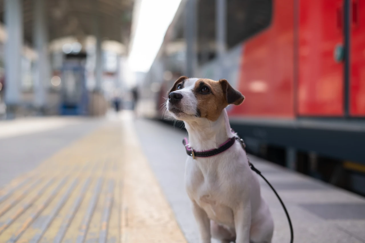 Kleine Hunde reisen kostenlos mit der Bahn. Bahnreisen mit Hund, der am Bahngleis sitzt und Herrchen anschaut