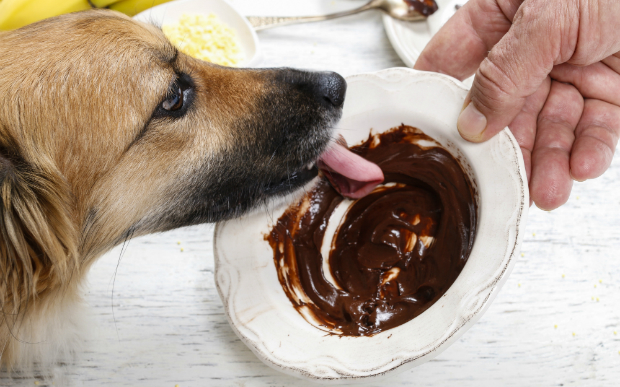 Dem Hund keine Schokolade füttern!