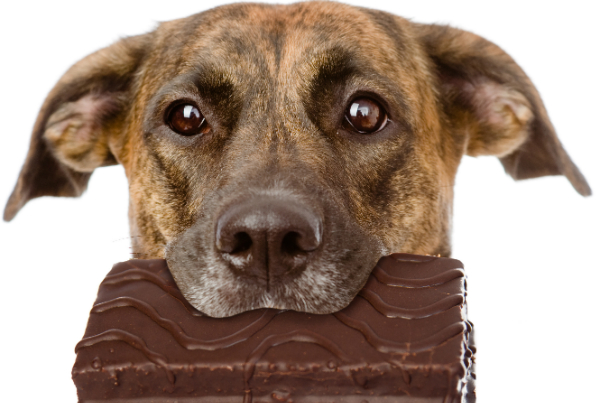 Hund mit einem Schokoladenstück