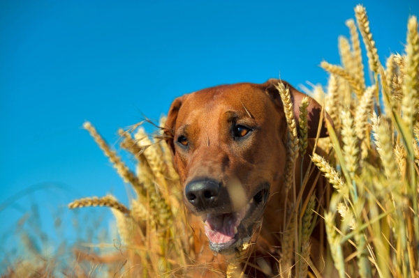 Vertragen Hunde Getreide ueberhaupt