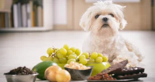 Weißer Hund sitzt vor Weintrauben, Schokolade, Nüssen und Zwiebeln