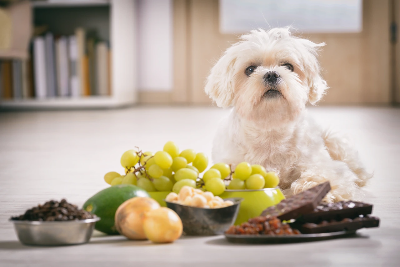 Weißer Hund sitzt vor Weintrauben, Schokolade, Nüssen und Zwiebeln